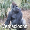 Gorilla Gym 15