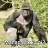 Gorilla Gym 16
