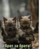 Военные котики. сделано:@GordoKotik 13