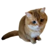 Cats 8