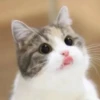Meow 9