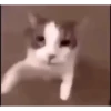 Cats 8