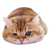 Cats 9