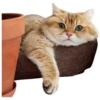 Cats 10