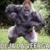 Gorilla Gym 18