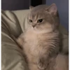 Cats 9