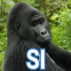 Gorilla Gym 19