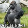Gorilla Gym 20