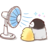 Soft and Cute Chicks Summer 18