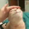 Cats 11