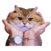 Cats 11