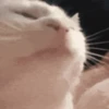 Cats 12