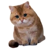 Cats 12