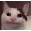 Cats 13