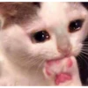 Manu's Choice 40 17