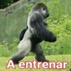 Gorilla Gym 24