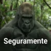 Gorilla Gym 25