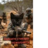 Военные котики. сделано:@GordoKotik 15
