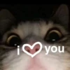 Cats 14