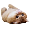 Cats 15