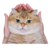 Cats 16
