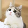 Meow 15
