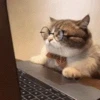 Cats 15