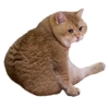 Cats 18