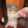 Cats 16