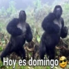 Gorilla Gym 29