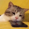Cats 17