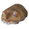 Cats 19