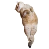 Cats 20