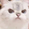 lil silly cats 5