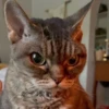 lil silly cats 6