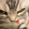 lil silly cats 7