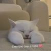 Котики 5