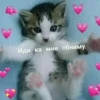 Котики 6