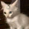 lil silly cats 8