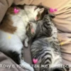 Котики 7
