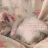 Котики 8