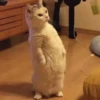 lil silly cats 9