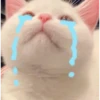 lil silly cats 10