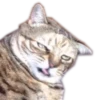 Meow 5
