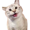Meow 6