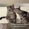 Котики 9