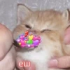 Котики 10