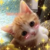 Котики 11