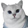 Meow 7
