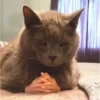 lil silly cats 12